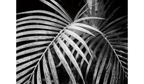 CentrMebel | Картина Palm leaves 100х100 cm(черный) 1