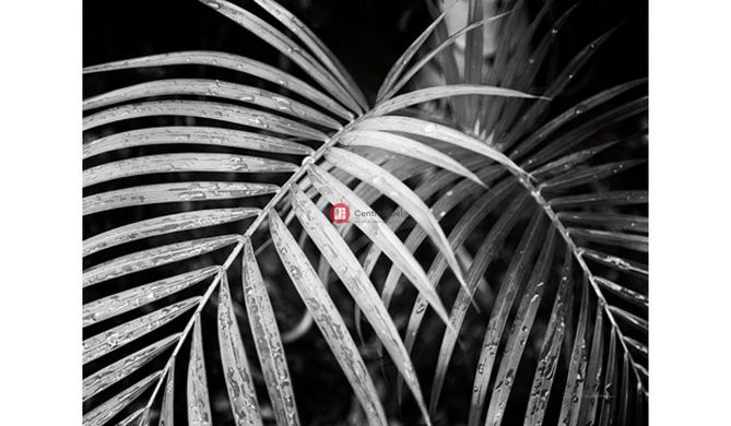 CentrMebel | Картина Palm leaves 100х100 cm (чорний) 1