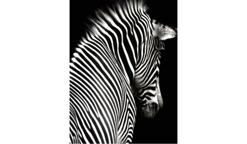 CentrMebel | Картина Tired zebra 70х100 cm(черный) 1
