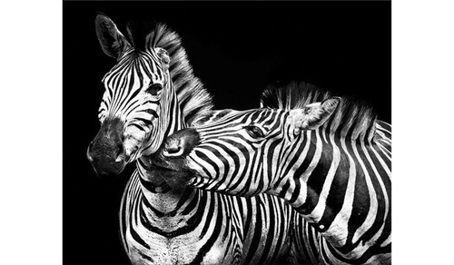 CentrMebel | Картина Zebras family 75х100 cm (чорний) 1