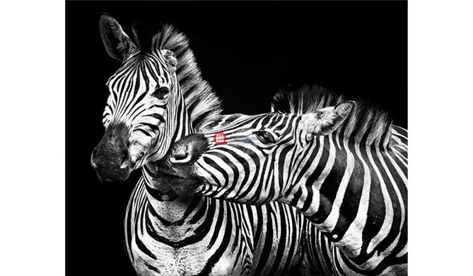CentrMebel | Картина Zebras family 75х100 cm(черный) 1